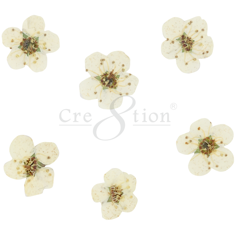 Cre8tion Nail Art Charms, Teal, B025