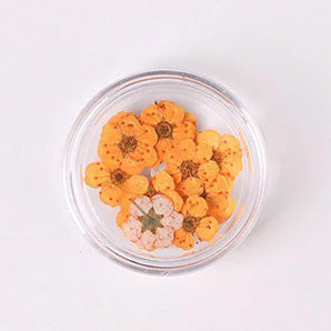 Airtouch Nature Dried Flower, 08, Orange, 20pcs/jar OK0820VD