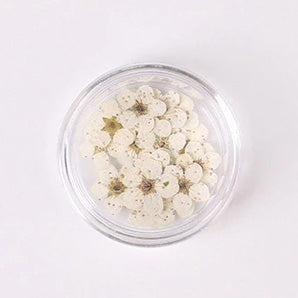 Airtouch Nature Dried Flower, 11, White, 20pcs/jar OK0820VD