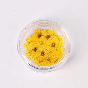 Airtouch Nature Dried Flower, 12, Yellow, 20pcs/jar OK0820VD